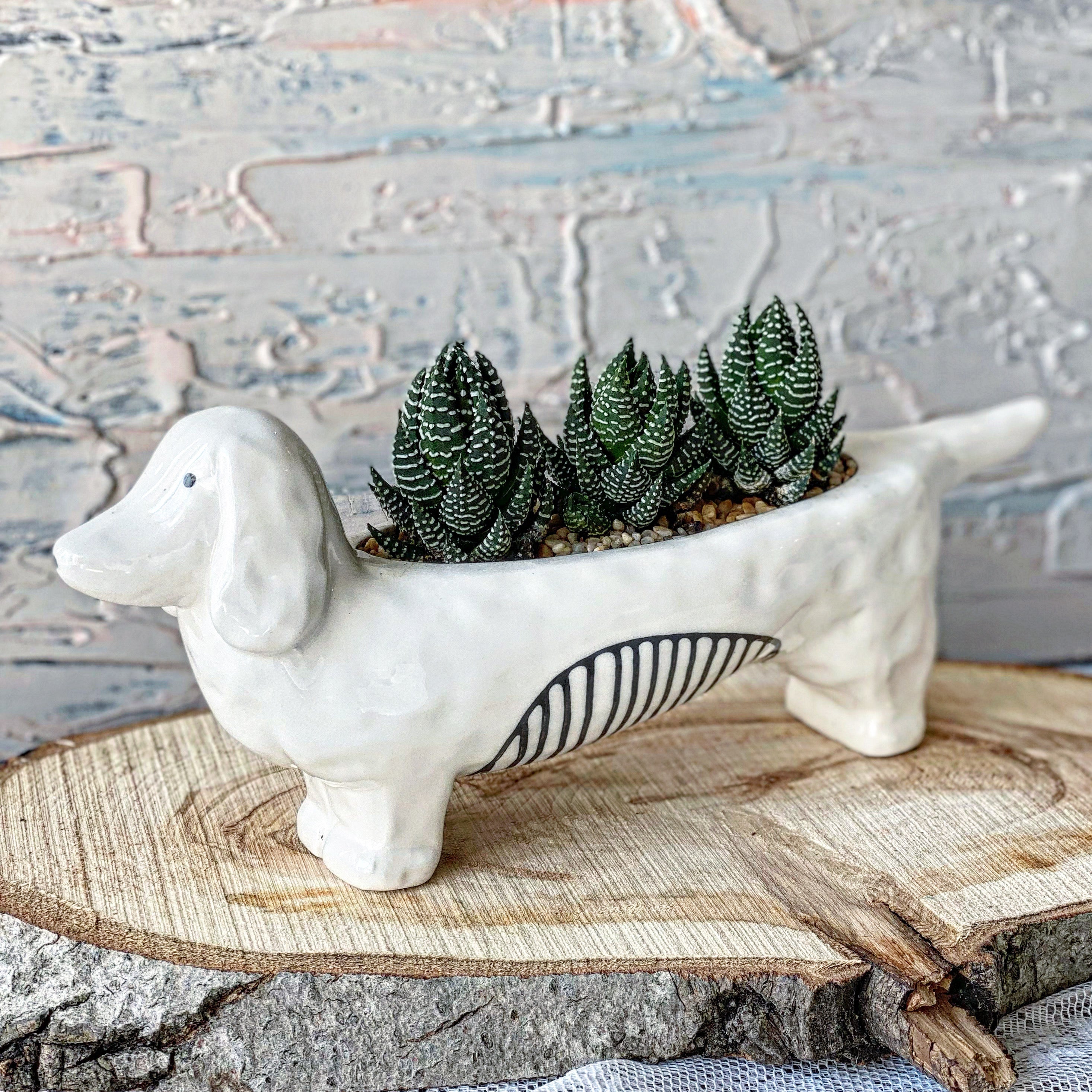 dachshund succulent planter Succulents in Dachshund