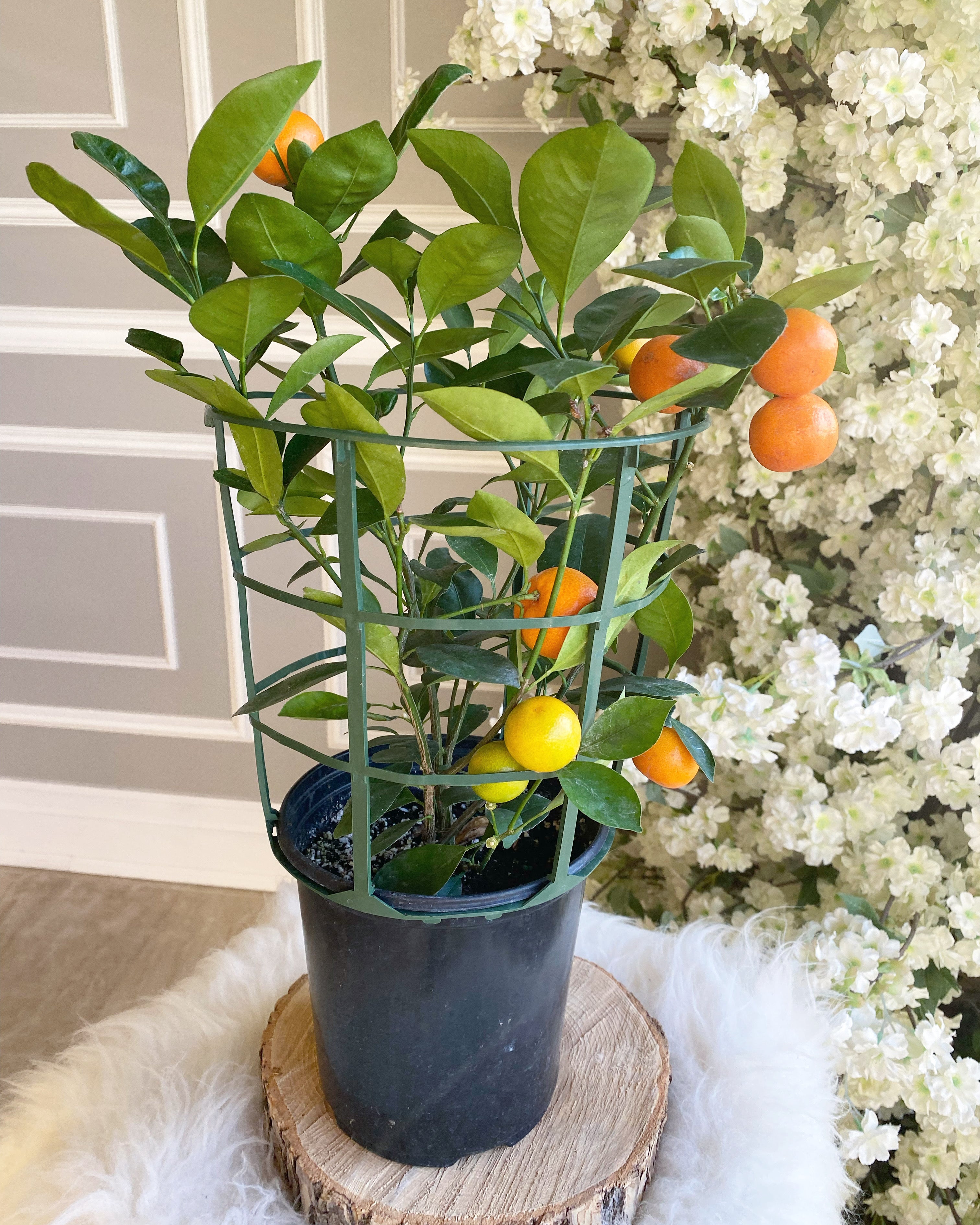 calamondin orange tree canada Calamondin Orange Plant (9” Pot)