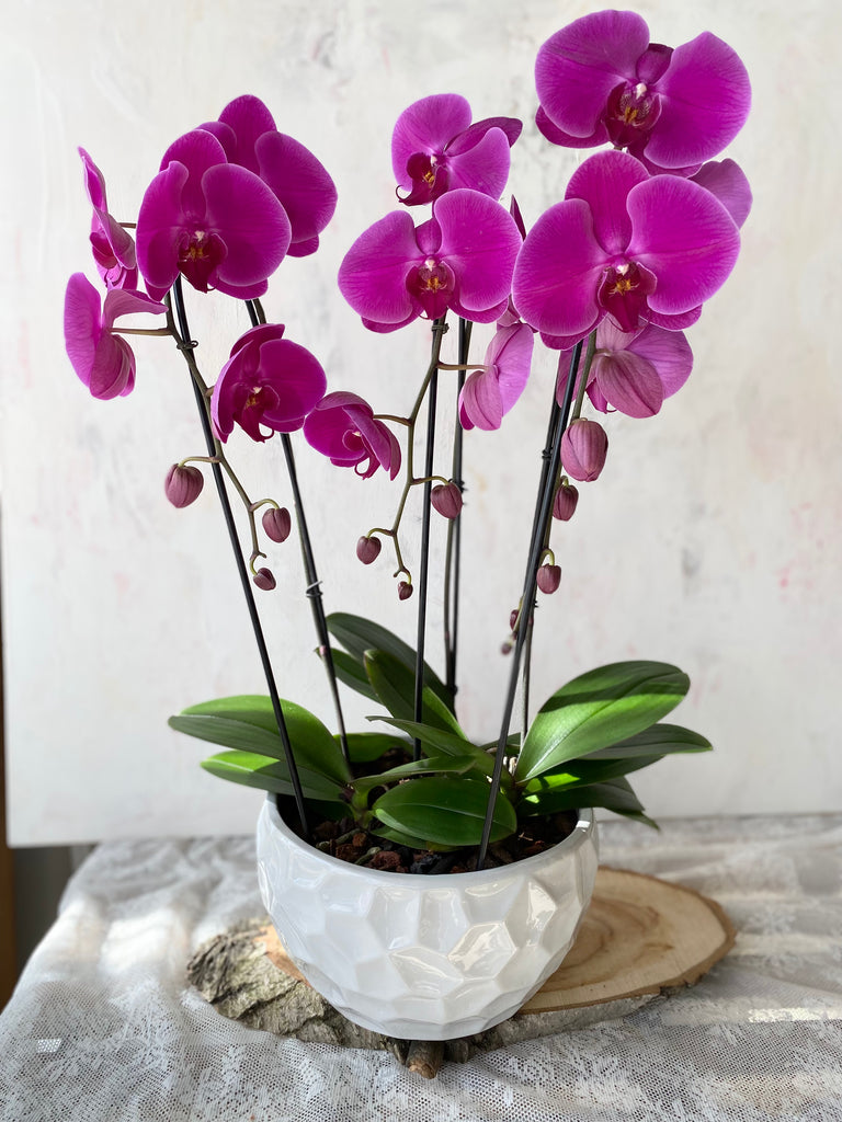 Elegant Cascade Orchids in White Pot (3 Stems)