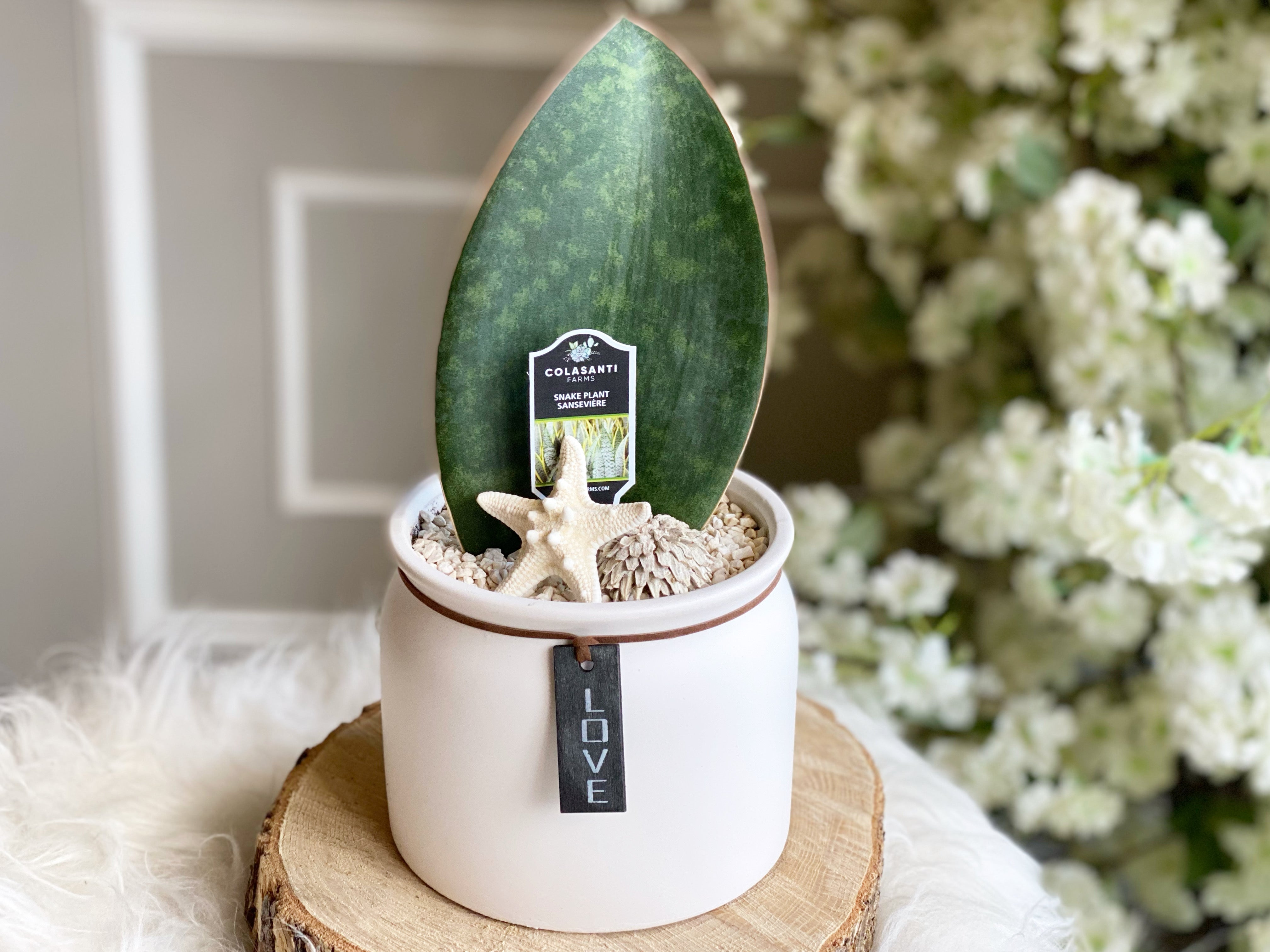 sansevieria shark fin Sansevieria Shark Fin
