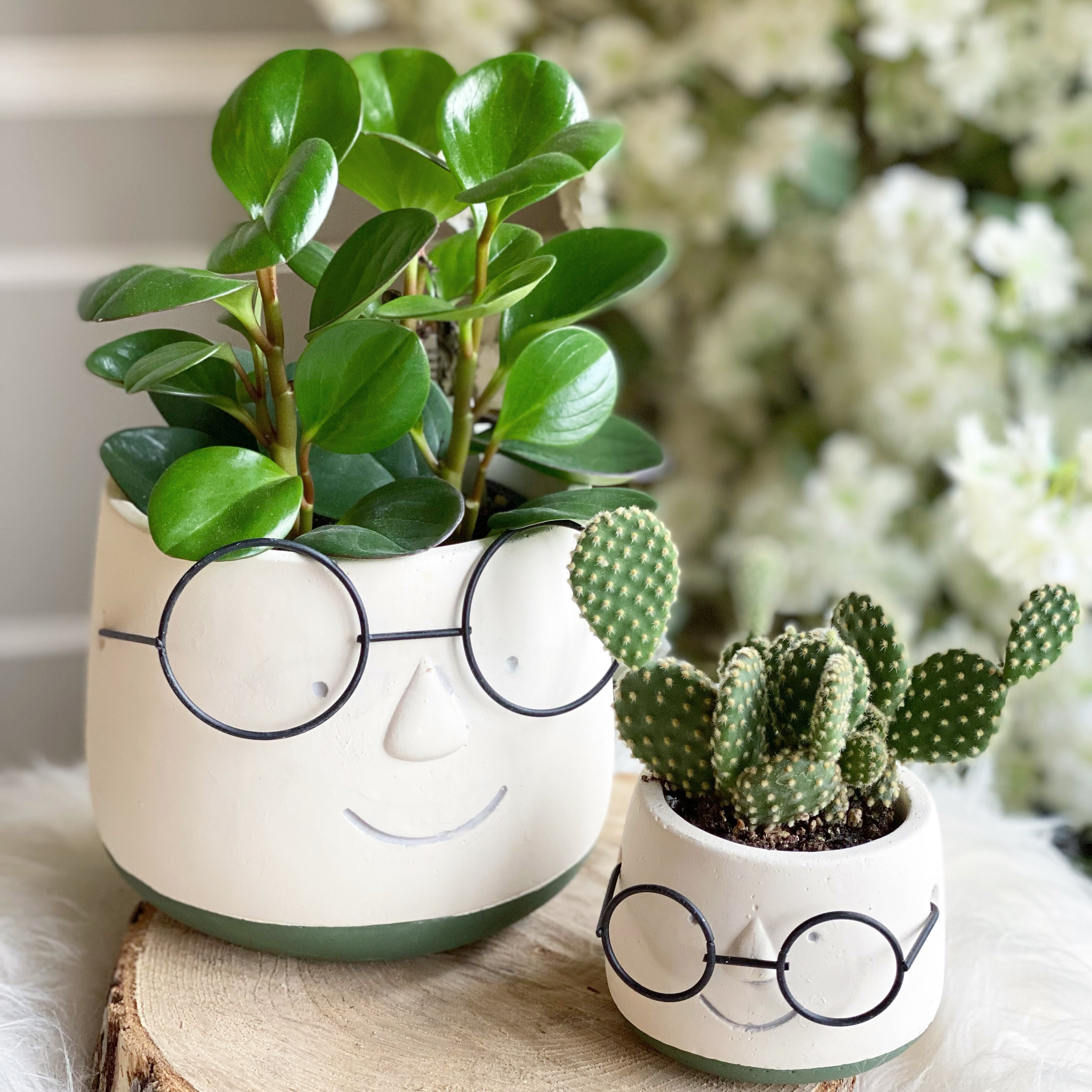 Plants in Smile pot