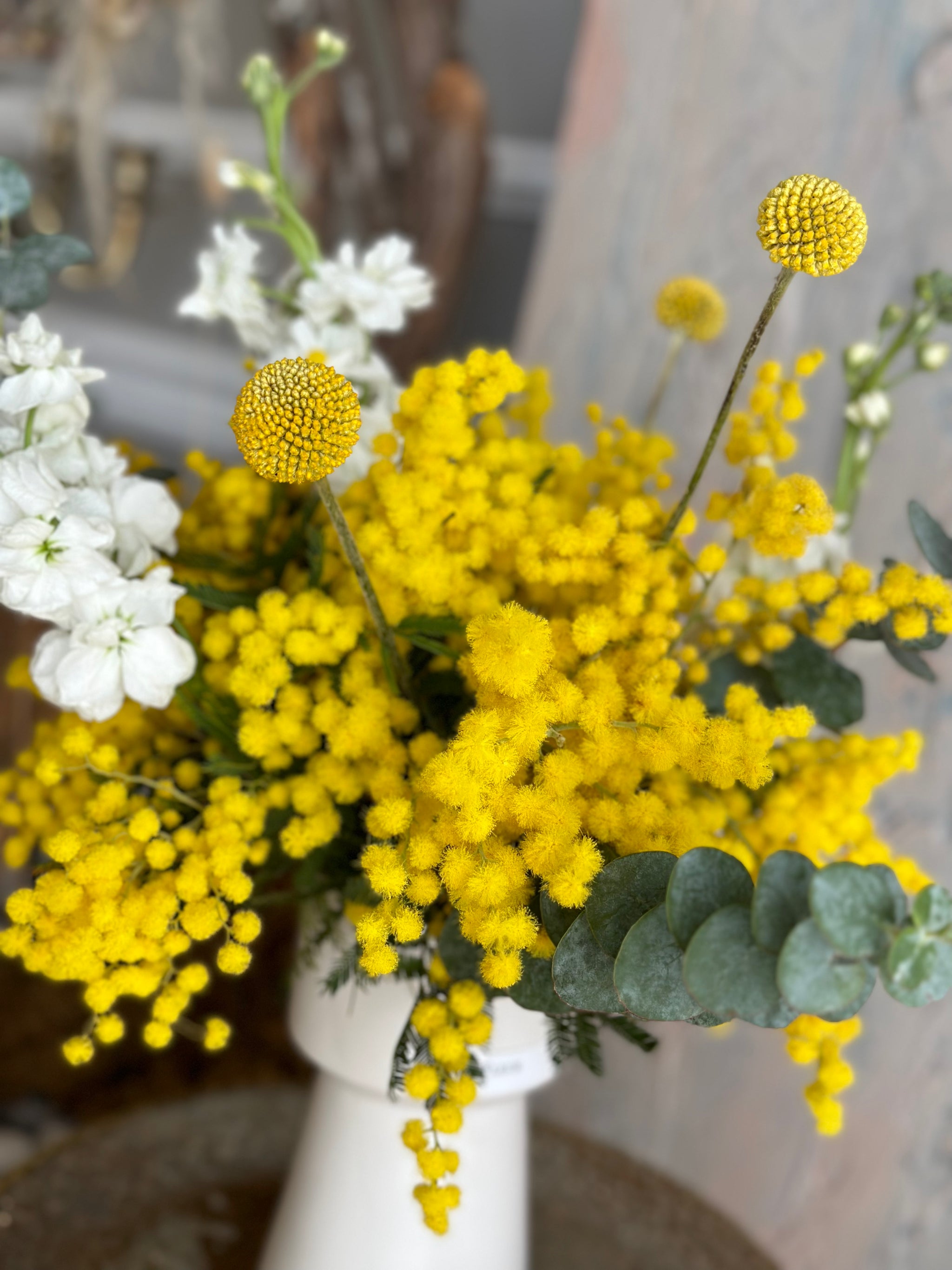 Venus Mimosa - International Woman's Day